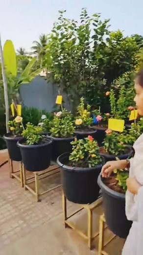 62K views · 1.5K reactions | In my home garden// flowers harvesting #mygarden #gardeningharvest | mahr sowji gard ening and vlogs | Facebook