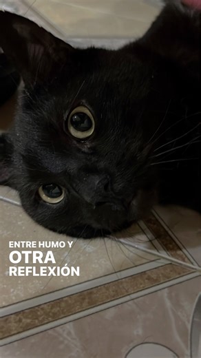 Morfeo: Explorando el Mundo de WOS