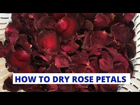 How to Dry Rose Petals | DIY Drying Rose Flowers | What to do with roses?