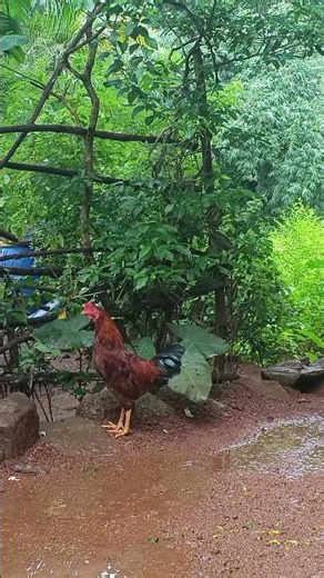 1 October 2025 Rooster 🐓🐔