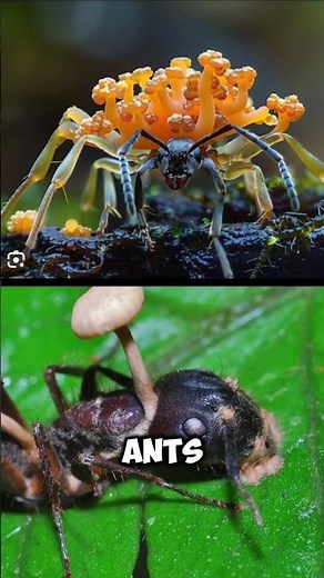 Cordyceps: The Fungus That Turns Ants Into Zombies