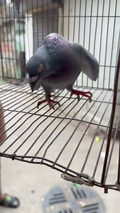 267K views · 1.2K reactions | Rare Pigeon Sickness | Ashikur Rahmans pigeons collection | Facebook