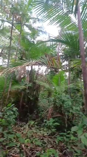 NÃO LIGUE PARA O QUE OS OUTROS FALAM, SIGA SEU SONHO. BOM DIA🤝🙏🙌 #fe #deus_no_controle #motivacional #tiktokdiadia #foryou