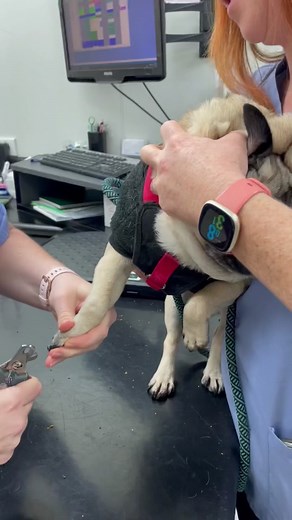 Pug Nail Trimming: Lily's Safe Grooming Experience