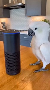 Let’s Get This Party Started | Silly Shorts