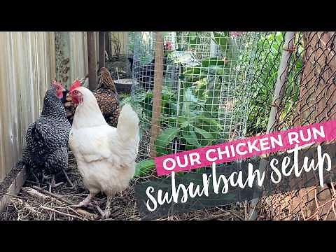 Our backyard chicken coop and how we integrate chickens in our vegetable garden