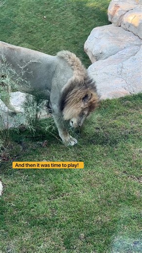 22K views · 600 reactions | Spring comes roaring in with a newly...