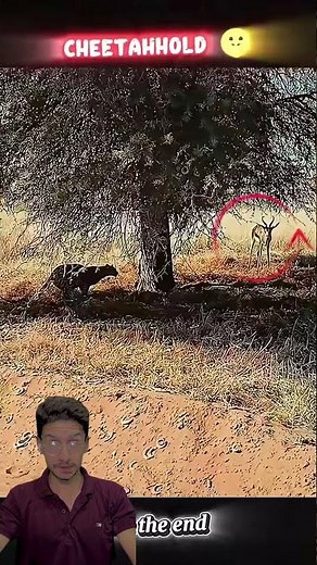 Cheetah vs Springbok 😱 | The Fastest Killer on Earth Strikes Again! 🏜️🔥 #wildlife #shorts