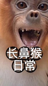 Proboscis monkeys eat leaves, fruits, seeds, and insects. Proboscis monkey 🐒💚 Hanging out #ProboscisMonkey #WildlifeDiet | Lily's Pets