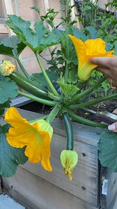 91K views · 483 reactions | Hand pollinated squash and zucchini .. . #containergarden #growyourownfood #gardentotablecooking #homegrown #organicgardening #gardenizi | Garden Lovers | Facebook