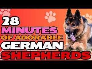 28 Minutes of Adorable German Shepherds 🐾🐕