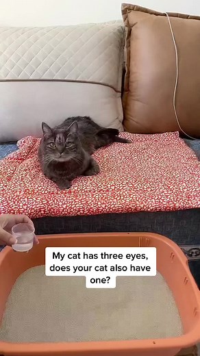Do Cats Have Three Eyes? Unusual Cat Phenomenon Explained