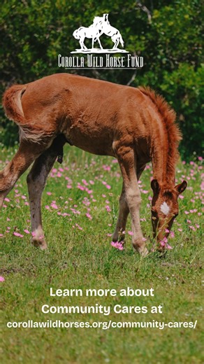 13K views · 490 reactions | We would like to thank our Community Cares Partners for supporting the Corolla Wild Horse Fund mission and the wild Banker horses! When the community comes together and partnerships are formed, everyone wins—especially the horses.  To learn more about this program and our current partners, visit https://www.corollawildhorses.com/community-cares/. | Corolla Wild Horse Fund | Facebook