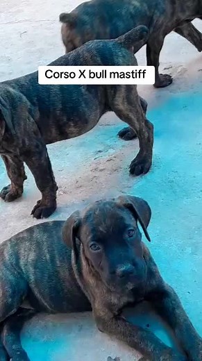 Cane Corso Bull Mastiff Mix Puppies: Unique Canine Companions