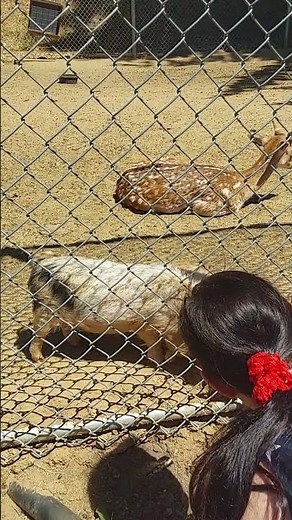 Adorable Little Pigs at the Petting Zoo! #littlepiggies #pettingzoo