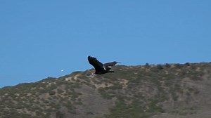 4.5K views · 324 reactions | After almost four months in our care, a...