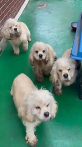 We are doing a special fundraiser to help one of our rescuer partners in South Korea, the Cocker Moms! They recently rescued a group of abandoned cocker spaniels from the freezing winter. All of the dogs have heartworm and need medical care. One of the dogs, Ruby, was pregnant and gave birth four days ago! (we streamed part of that live on our Facebook page) Every dollar you donate will be split, 50% to help the Cocker Moms and their vet bills and 50% to Camp Cocker Rescue (towards Tiny Sprout's