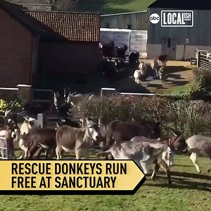 This is the first time this year these rescue donkeys were able to frolic through the fields at a sanctuary in the U.K.! | Localish