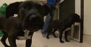 Animal Adoption Center Opens For First Time In Pet Store