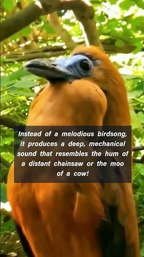 Chainsaw Bird: the Incredible Song of the Capuchinbird
