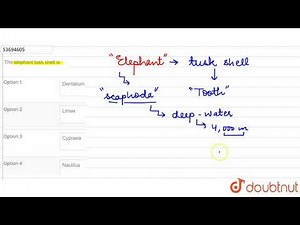 The elephant tusk shell is