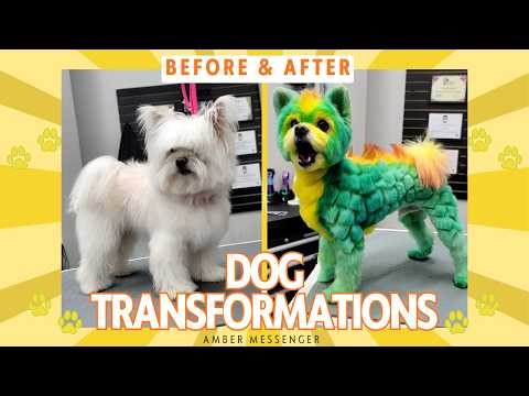Stunning Dog Transformations with OPAWZ Safe Pet Hair Dye Before & After #opawz #dog #poodle #pet