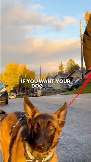 Try this if you want your dog to do better on walks!