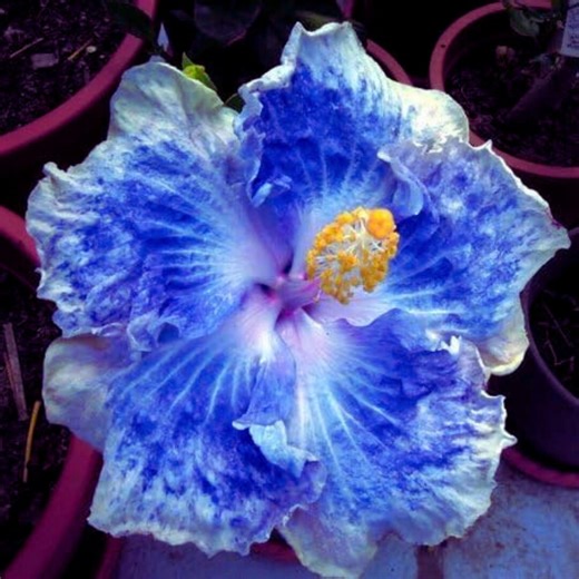 Hibiscus Rosa Sinensis White Blue Single Flower Seeds for Planting - Etsy