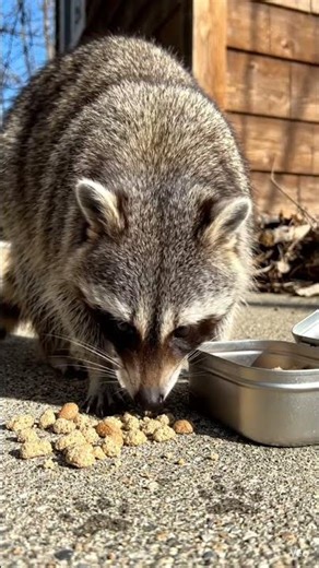 Can you solve this mystery? Practice inferencing skills and perspective-taking! #wildlife #animals