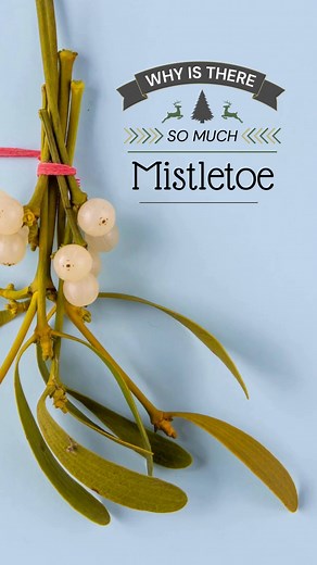 Mistletoe is a parasitic plant that grows in the tops of trees. It uses its host's water but photosynthesizes its own food. It is poisonous if eaten and is often treated as a nuisance in the States. So why does it seem so prevalent here in Europe? Learn all about this traditional plant that is more than for kissing in the December What's Up magazine you can find at bases all over Germany or online from anywhere in the world. Link in bio. | Stars and Stripes Europe | Facebook