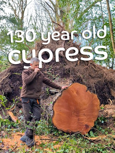 Monterey Cypress Fallen in Storm Goretti at Trebah Garden