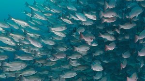 A group of fish can be called a school or a shoal, depending on their behavior and movements. 🐟🐟🐟 A school of fish has coordinated, synchronized movements and are often comprised of a single species of similarly sized fish. Shoaling fish come together for social reasons, such as predator avoidance or feeding, and while they swim in close proximity, shoaling fish do not have synchronized movements. Shoals can also contain multiple species of fish. The same group of fish can shift between schoo