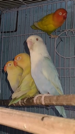 Most Demand Pale Fellow Love Bird #lalukhetbirdsmarket #lovebird #breedinginfo #talkingparrot #cats