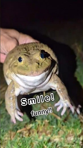 Catch a big frog and put it in a funny container | Funny Frog Video | Frog Laughter Video