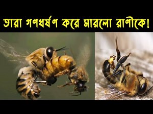 অসহায় রানী মৌমাছির জীবন কাহিনী | The Life Story Of Bees | Biography of the Queen Bee | Jactok