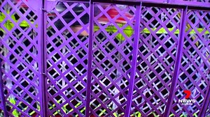 One of Australia's longest running circuses has rolled into town. Lennon Brothers Circus is in Cairns for one month only and it boasts an array of spectacular performances from all over the world. 7NEWS at 6pm. More local news: 7news.com.au/news/cairns #7NEWS | 7NEWS Cairns