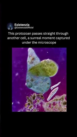 protozoan passes directly through another cell