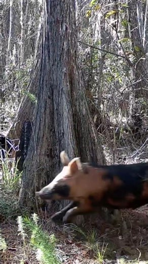 Wild Hogs Charging Through the Florida Swamp | Trail Cam