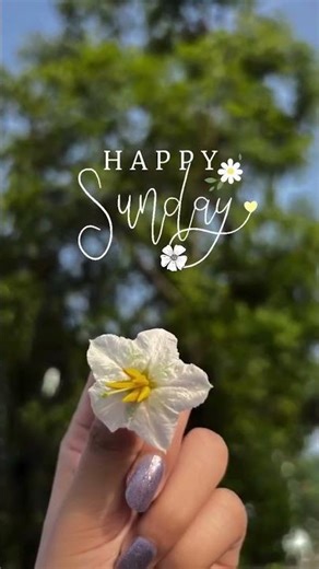 Happy Sunday 🌞 Spread Love & Positive Vibes | Beautiful Sunday Moments #shorts