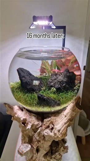 Beautiful Aquarium Bowl Setup 🐠✨ #aquariumbowl #fishbowl #aquariumsetup #miniaquarium #fishkeeping
