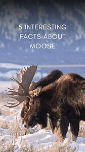 576 reactions · 25 shares | Did you know that Moose can weigh up to 1,800 lbs?  Bull Moose shed antlers yearly and calves can outrun a person at just 5 days old! They are the biggest deer in North America. Learn More about Conservation Frontlines www.conservationfrontlines.org #ConservationFrontlines #WildlifeConservation #MooseFacts | Conservation Frontlines | Facebook