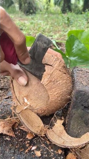 Large size! Remove the coconut from the shell