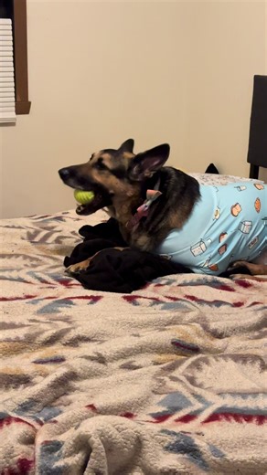 German shepherds really do manipulate you into playing 😂 #HadesTheGermanShepherd #FluffForce