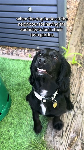 Apologising to Neighbors for Dog Barking in Garden | Viral Cute Puppy