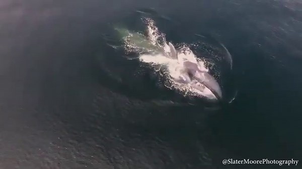 Amazing Blue Whale Feasts on Krill in Ocean