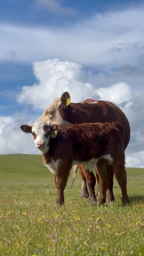 144K views · 293 reactions | #lambertranchherefords #herefords #cattle #cows #bulls #calf #heifer #herefordcattle #beef #agriculture #california #californiaagriculture #ranchlife #livestock #animals #nature #ranching #cowseverywhere | Lambert Ranch | Facebook
