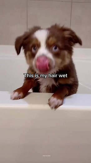 7.4K views · 467 reactions | First bath #puppy #dog #cute | Ember Toy Aussie | Facebook