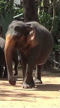 🐘 Amazing Pinnawala Elephants Return to Their Zone After a Refreshing River Bath!
