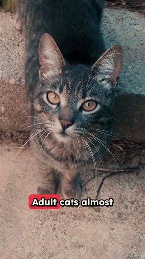 5 Mind-Blowing Facts About Your Cat 🐱🤯