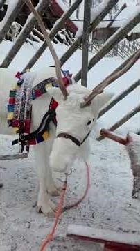 Arctic reindeers turned out to be small and pretty unlike my imagination #reindeer #winter #arctic